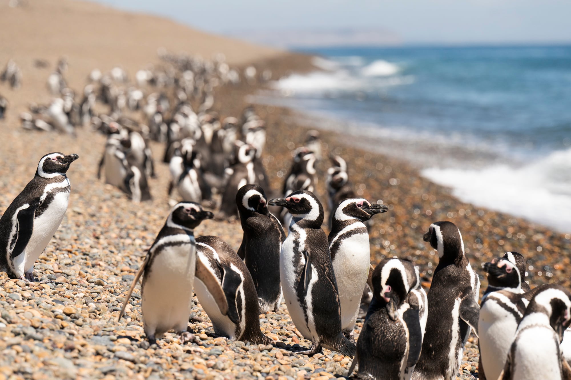 La pingüinera se puede visitar en grupo o en solitario