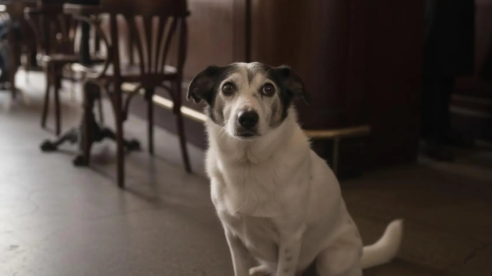 Su dueño murió pero su corazón no se rinde: la historia del amigo fiel que lo espera en el bar