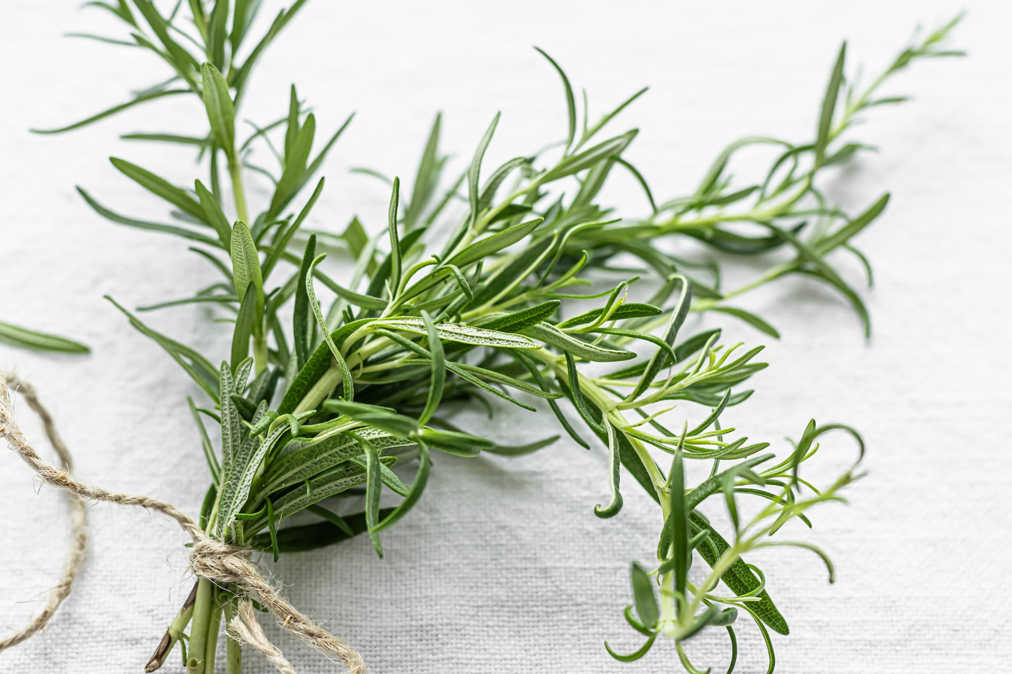 Plantas aromáticas como lavanda, romero, albahaca o hierba limón generan fragancias que pueden incomodar a estos animales