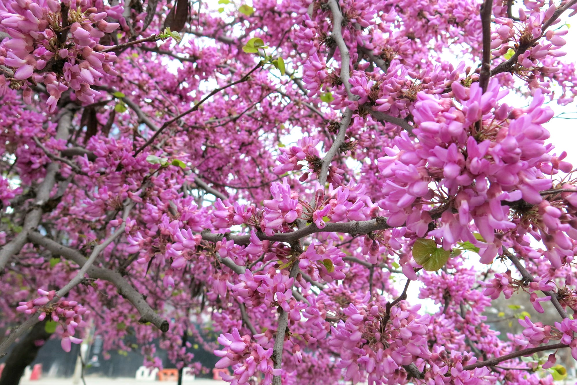 La particular floración del árbol del amor lo convierte en una postal de fin de invierno