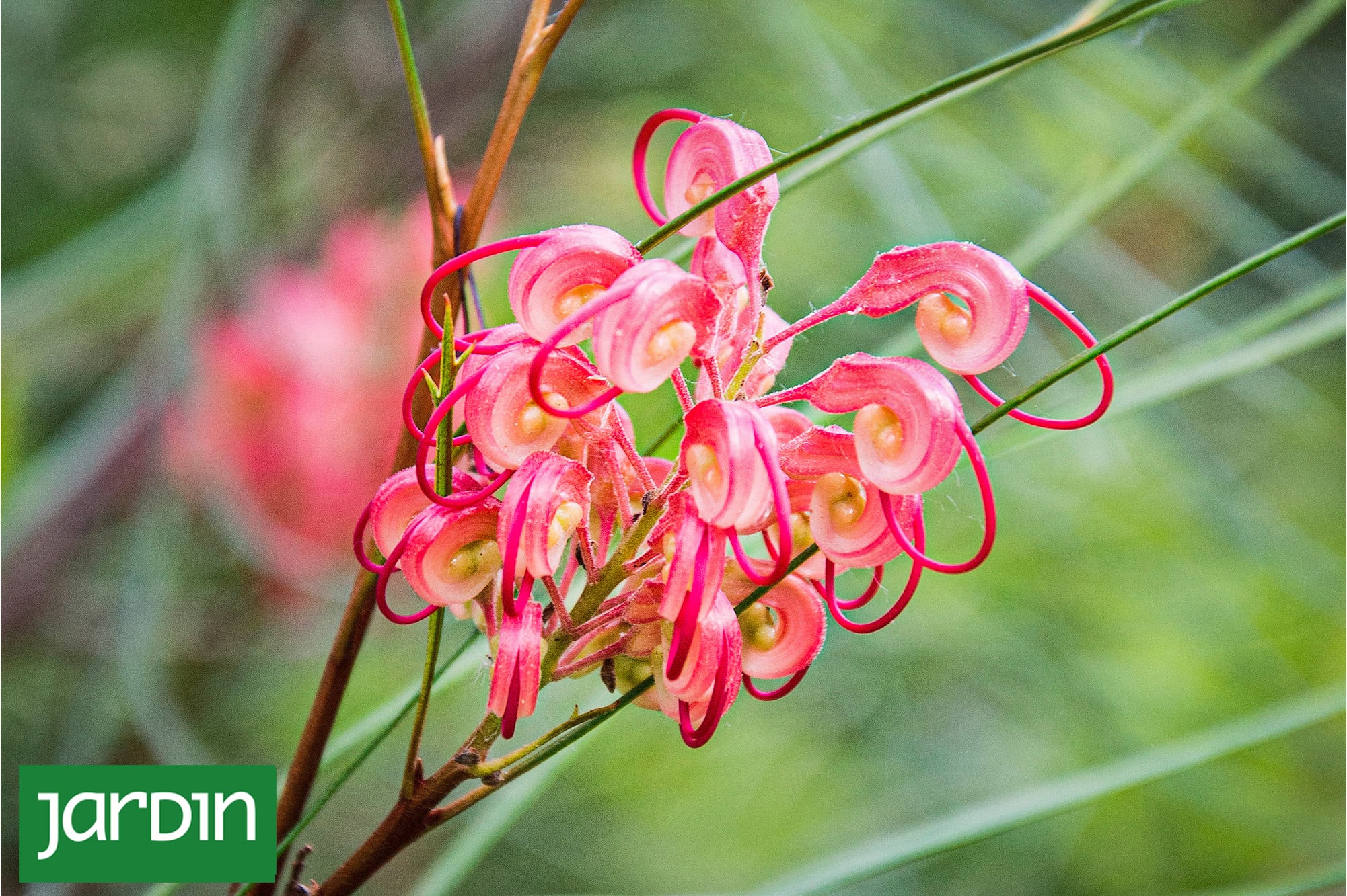 Las plantas que aportan carácter, textura y una estética contemporánea cada vez más buscada