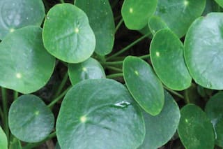 Pilea, la planta de moda que muchos quieren y pocos consiguen