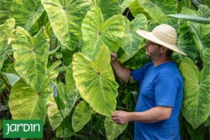 Por qué las colocasias mueren en invierno y cómo evitarlo