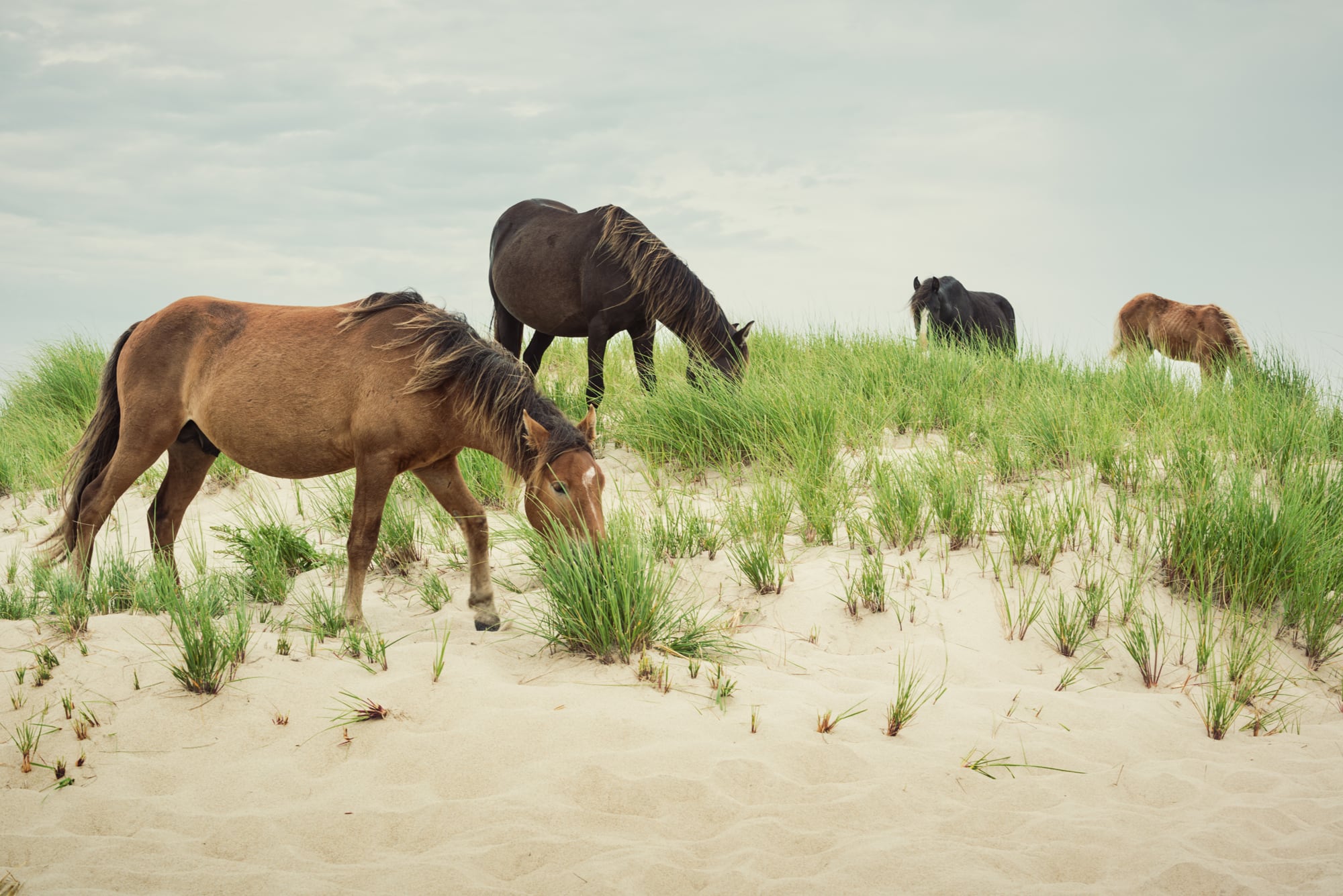 Isla Sable, ubicada en Nueva Escocia, Canadá, se caracteriza por la presencia de Caballos