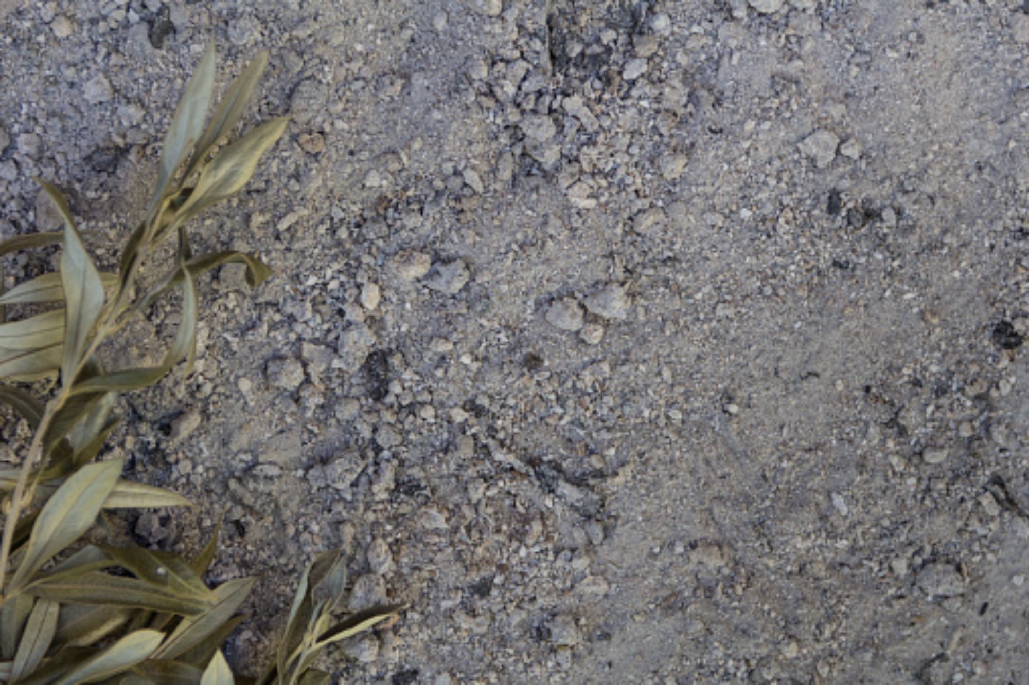 Cuándo empieza la Cuaresma 2026 7 Durante esta jornada se utilizan las cenizas de los olivos del año anterior