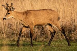 El ciervo de los pantanos que habita en el Delta está en peligro de extinción