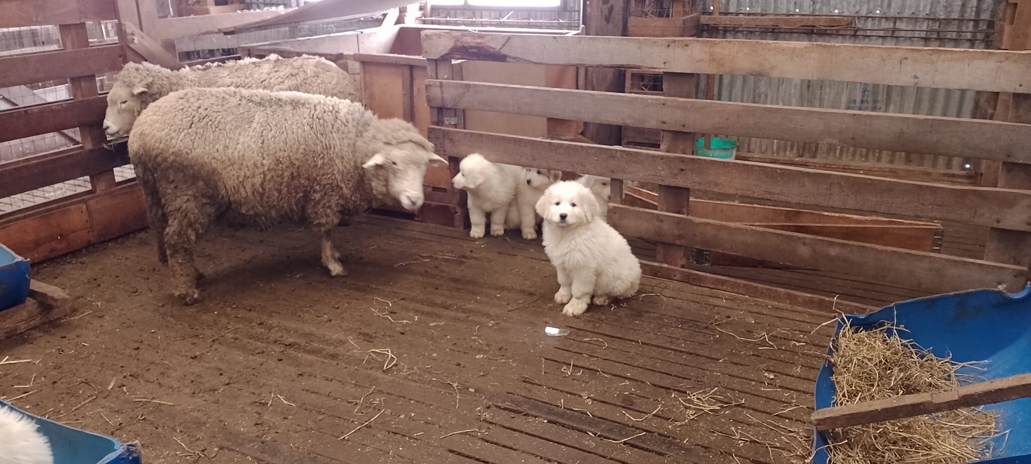 Desde cachorros los PPG y las ovejas comparten el lugar