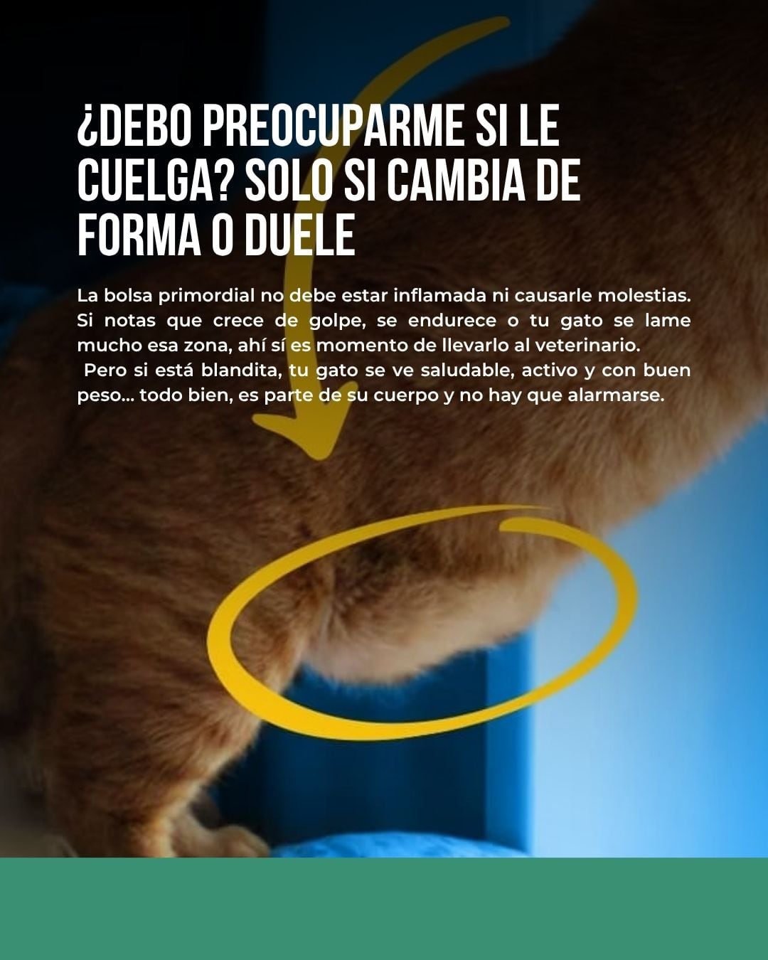 El veterinario utilizó varias placas para explicar este concepto (Foto: @panchocavero)
