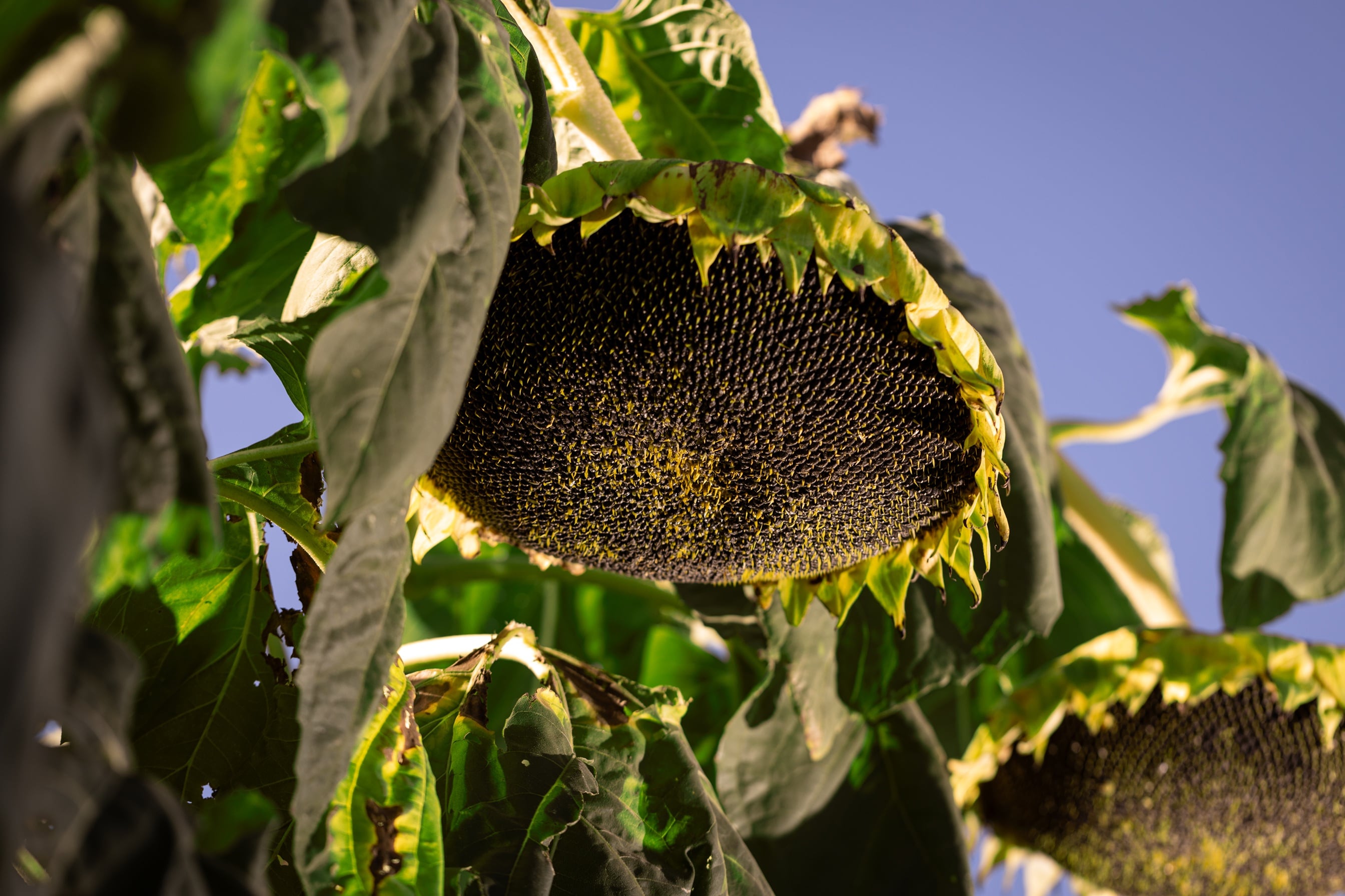 Boom exportador: el agro se acercó a los US$32.000 millones y estos fueron los sectores que más crecieron.