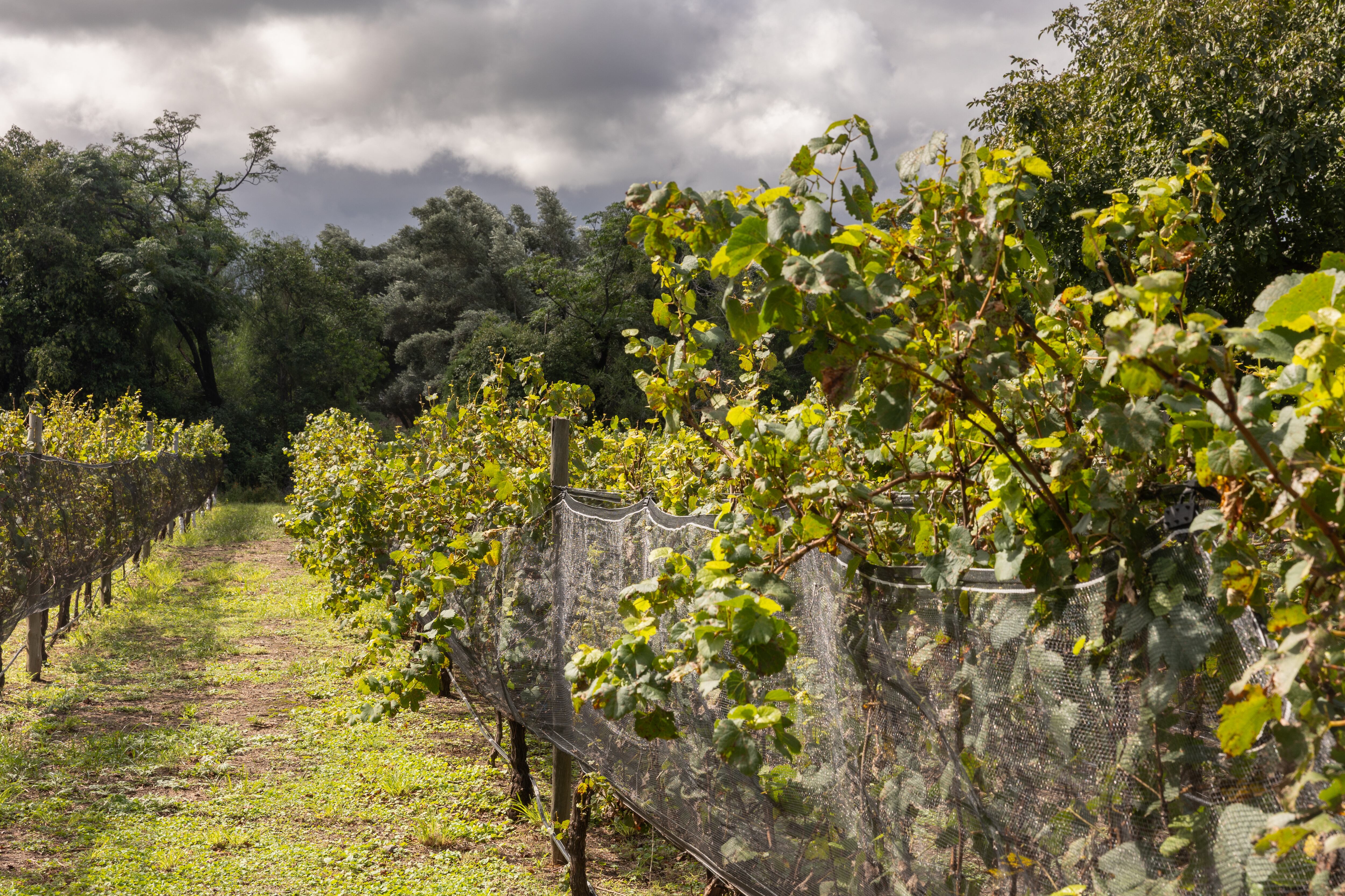 Bodega Las Breas tiene viñas que se pueden visitar.