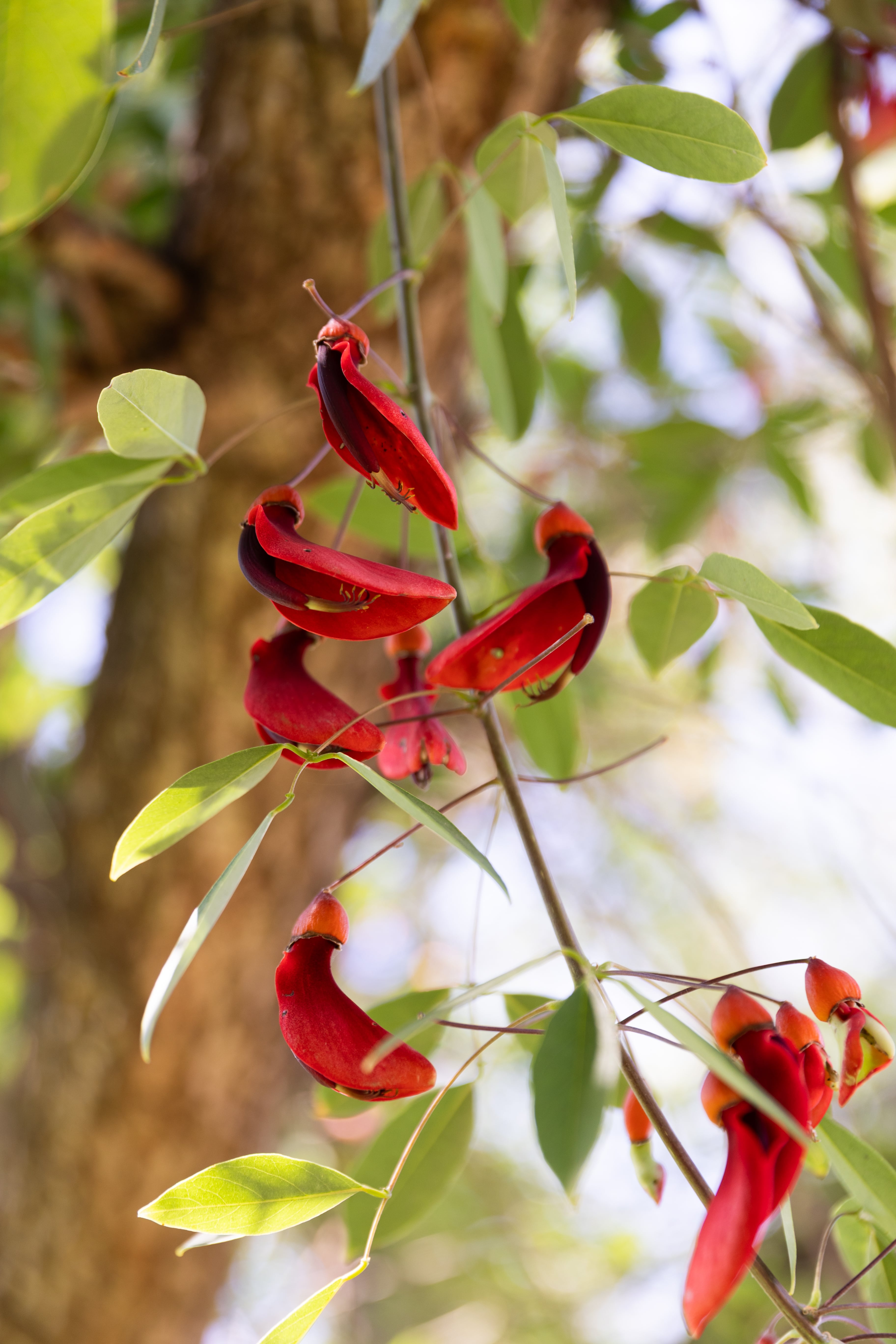 En la reserva de Mario Paz hay una plantación de ceibos