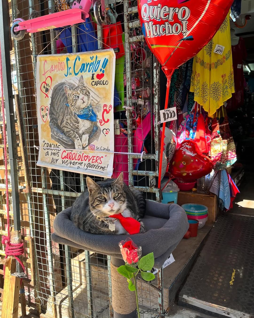 El gato forma parte del itinerario de algunos tours turísticos de Valparaíso.