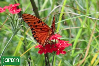 ¿Por qué no tengo éxito con las nativas?