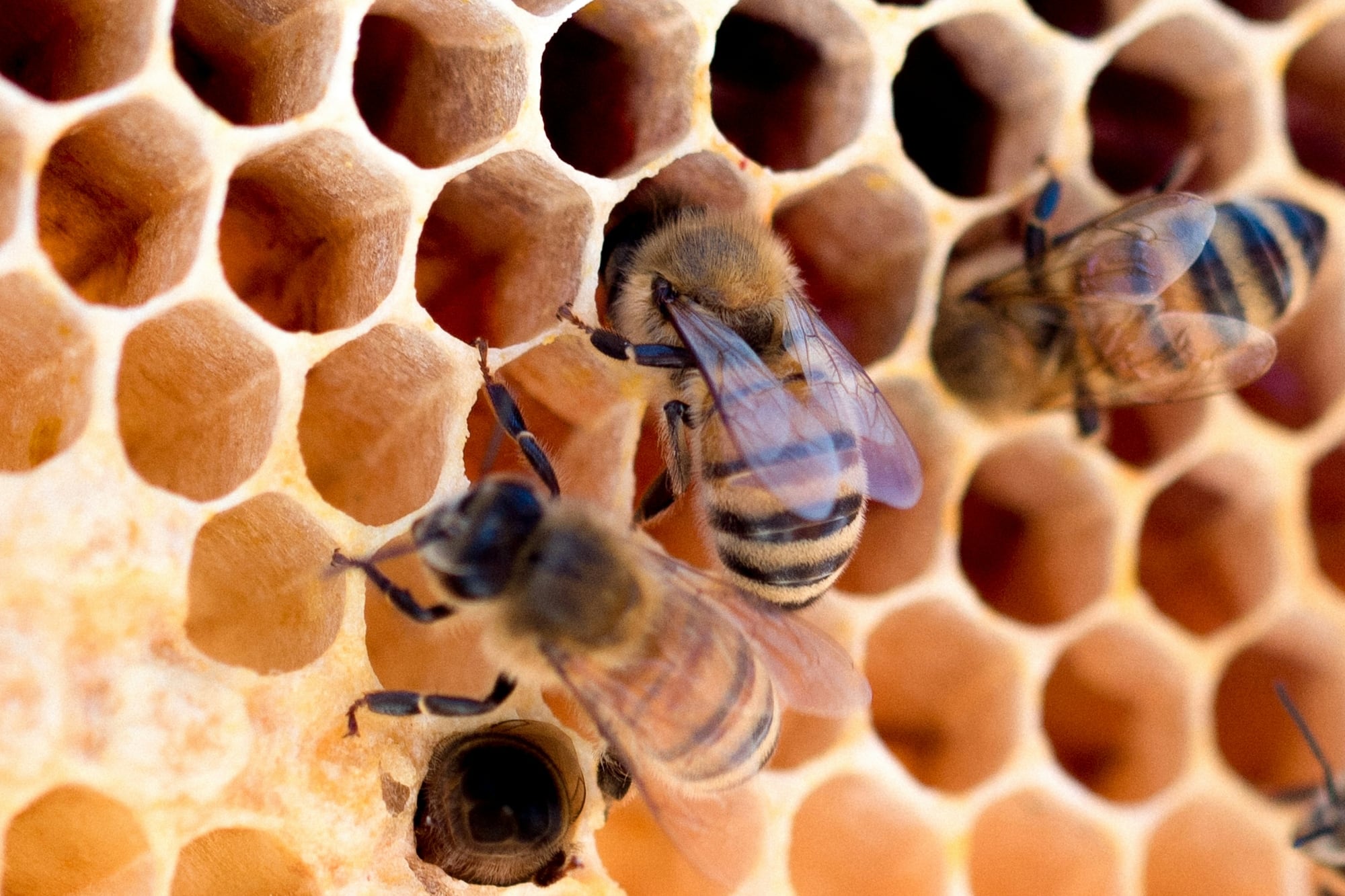 Soñar con abejas puede estar relacionado con la organización, el trabajo en equipo y la productividad