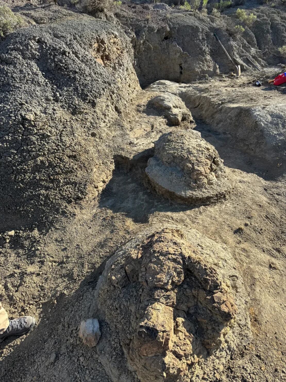 El análisis indica que el T. rex caminaba a una velocidad de entre 5,6 y 7 kilómetros por hora cuando dejó las marcas.
