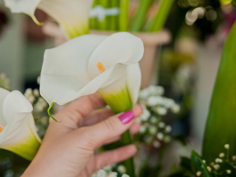 Qué significa tener calas en tu hogar y cuál es la ubicación perfecta para colocarlas