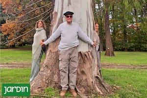 Quiénes son los que conservan colecciones únicas y leen la historia del planeta en los anillos de los árboles