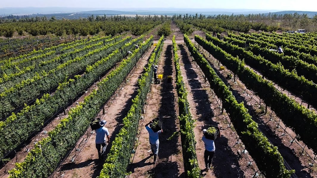 Ya tiene 25 bodegas: una provincia vive un fenómeno único con un vino que cada vez conoce más gente