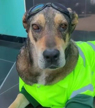 Vaguito acompañó durante años al Escuadrón Verde y a la Unidad de Servicios Especiales