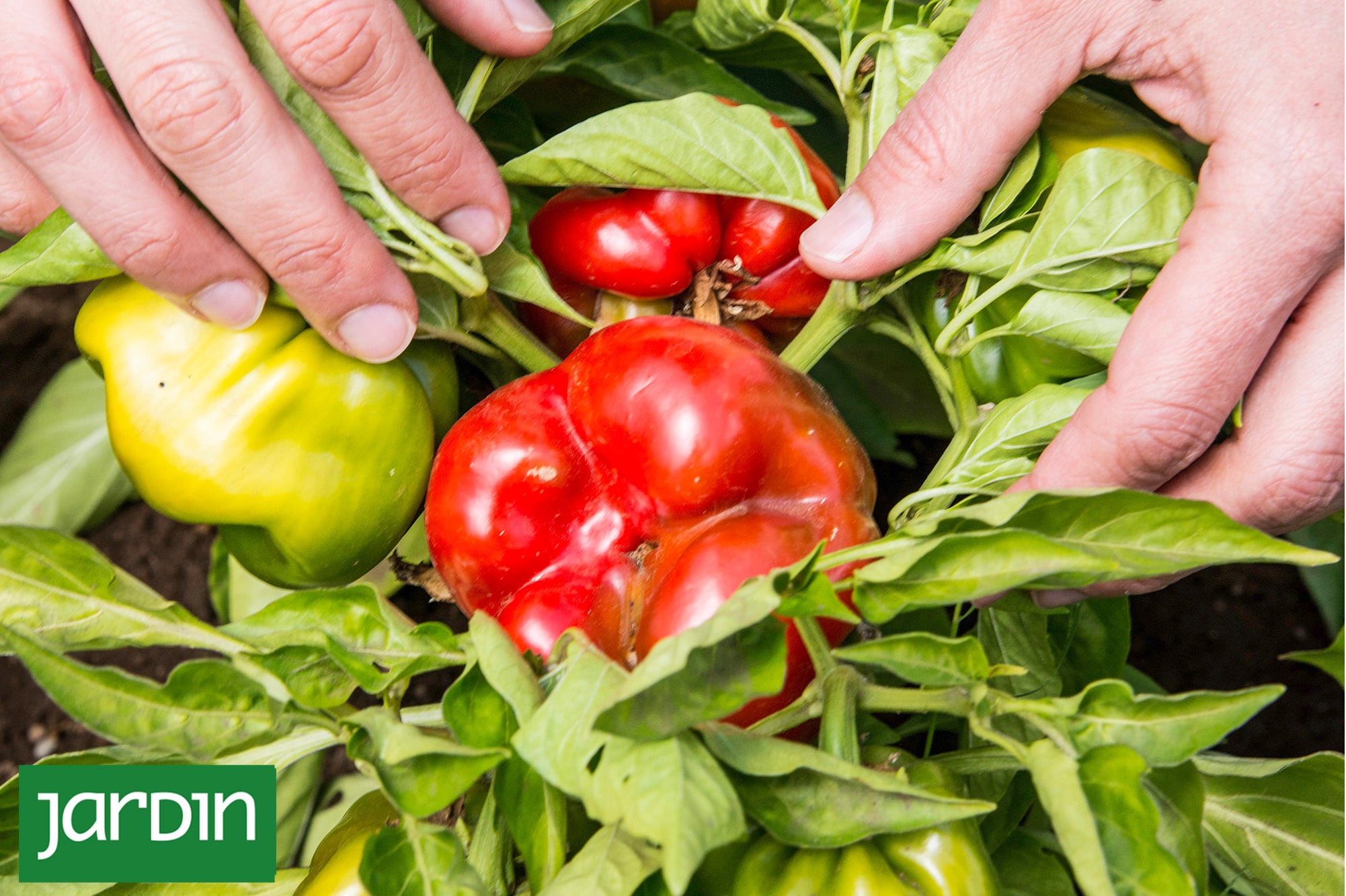 La hortaliza que desorientó a Colón y sigue envuelta en un insólito malentendido