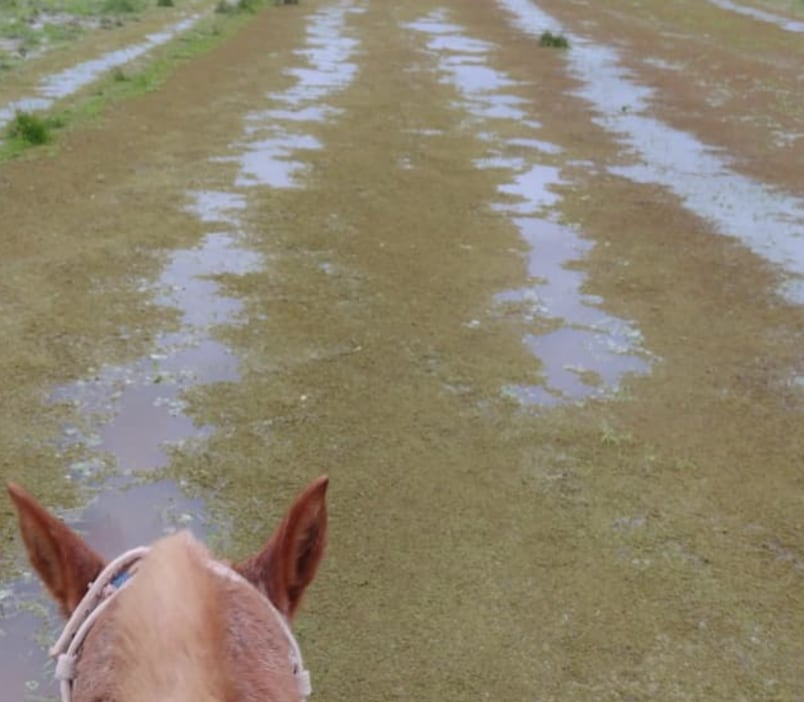 Con el río Uruguay alto, los arroyos que desembocan en su cuenca tienen dificultades para desagotar