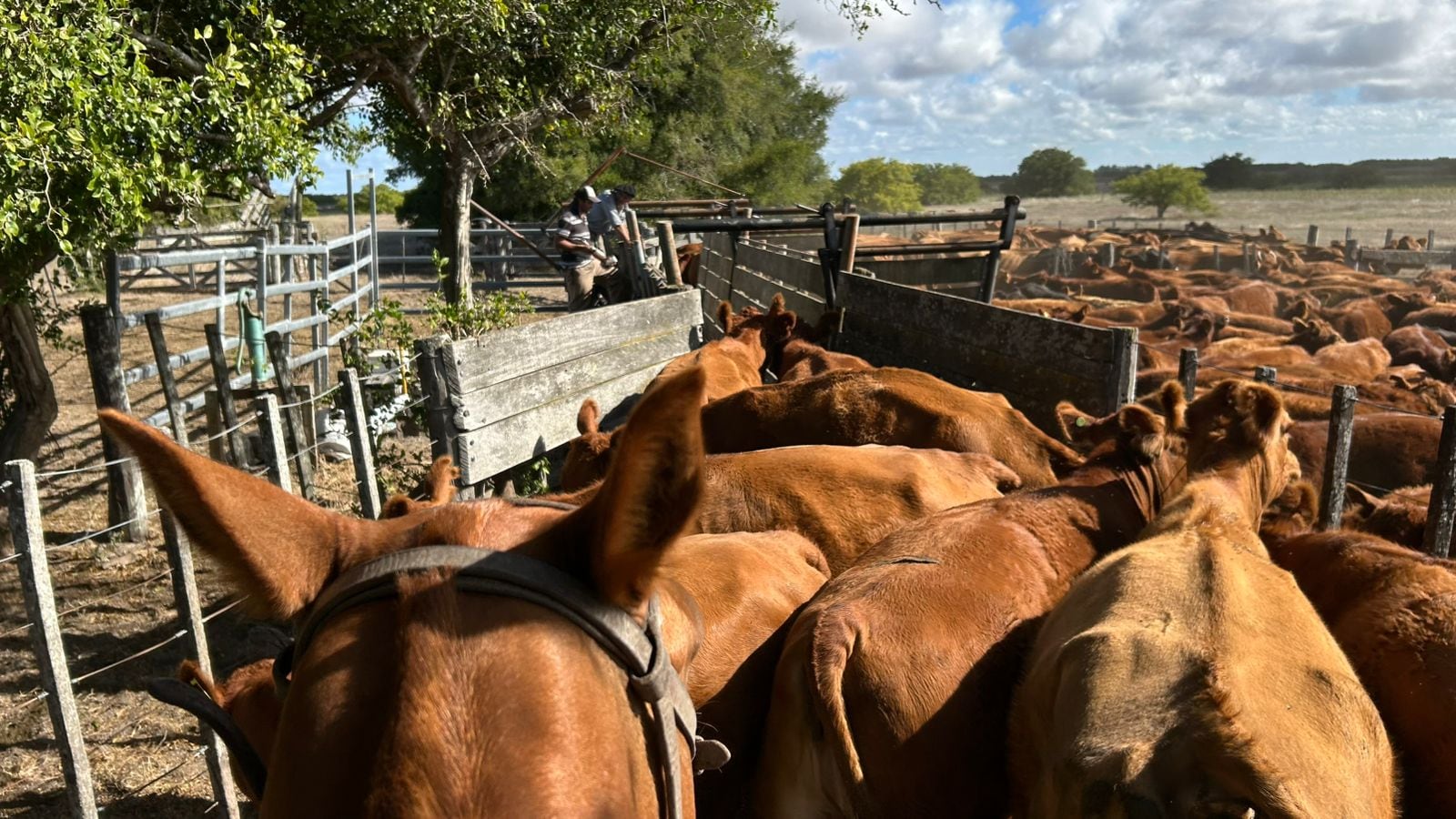Con la nueva norma del Senasa, los productores podrán elegir veterinarios privados acreditados