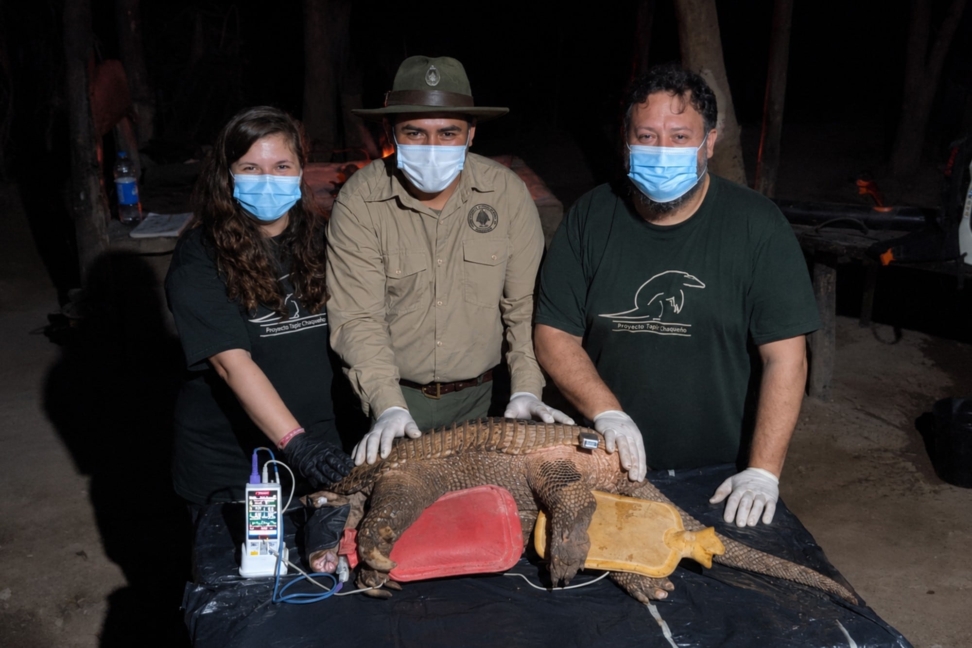Es una especie amenazada de extinción: así fue la captura del tatú carreta para hacerle seguimiento satelital