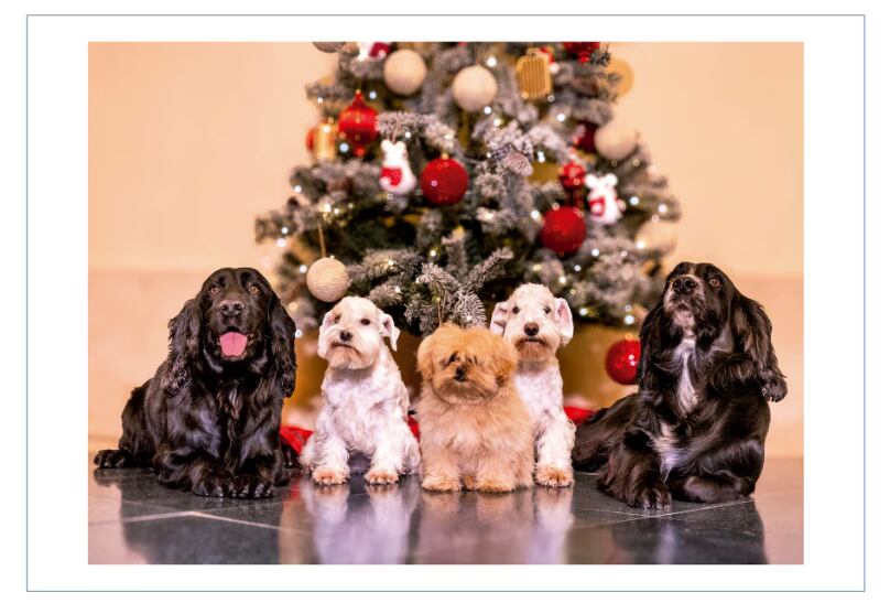Los reyes eméritos Juan Carlos I y doña Sofía rompieron el molde este año: eligieron un saludo protagonizado por los cinco perros de la Reina, retratados frente al árbol de Navidad en la Zarzuela. En la imagen aparecen dos cocker spaniel negros, dos schnauzer miniatura blancos y un pequeño peekapoo