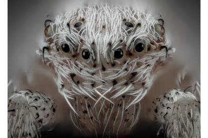 6. Una araña de pelo blanco (Javier Rupérez, España)