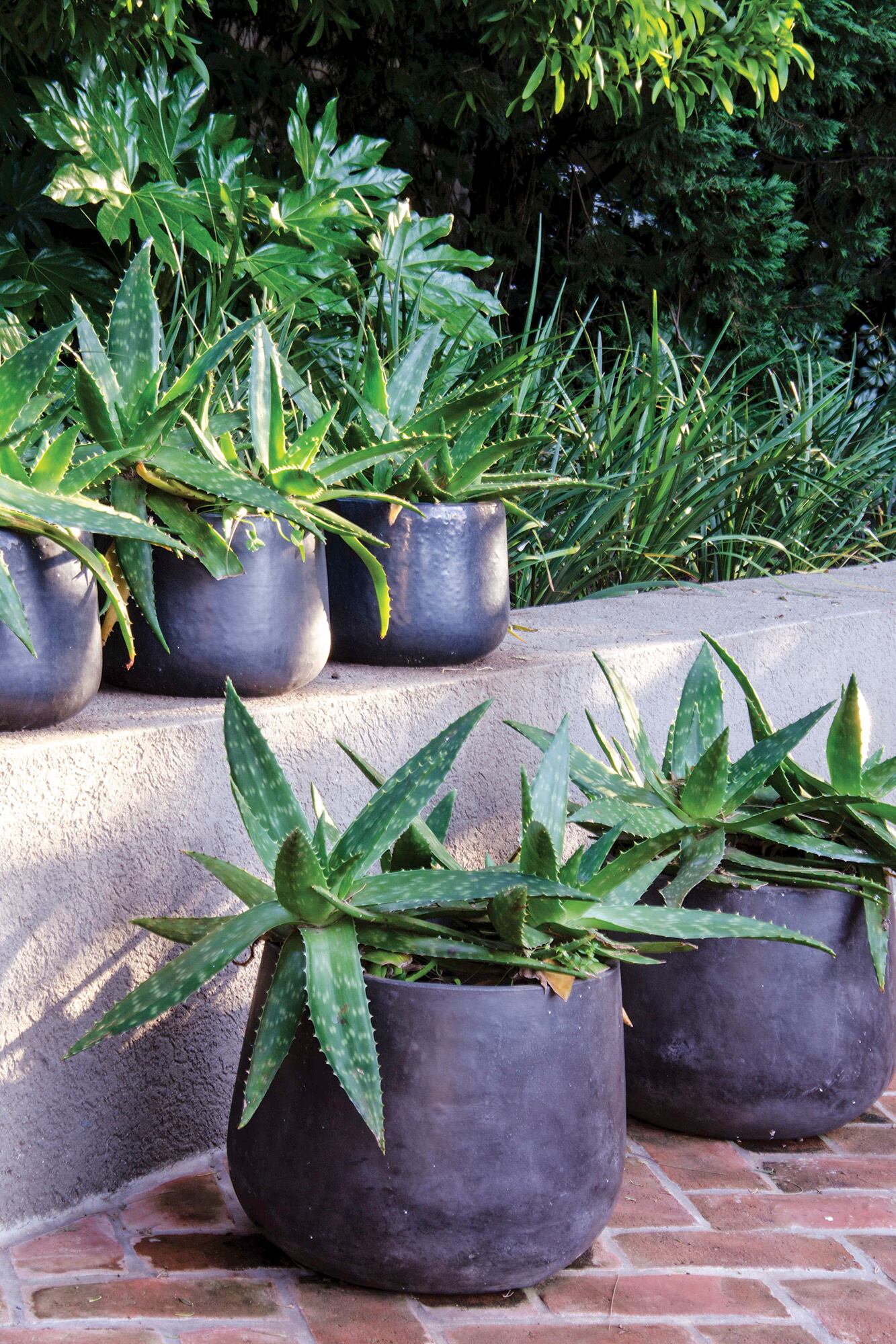 El aloe vera soporta sequías prolongadas y necesita poca atención
