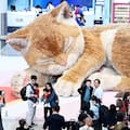 Felinos pop