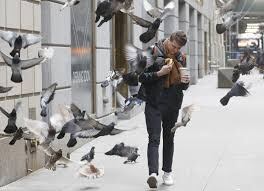 Las palomas también pueden ser una metáfora de la resiliencia de una ciudad
