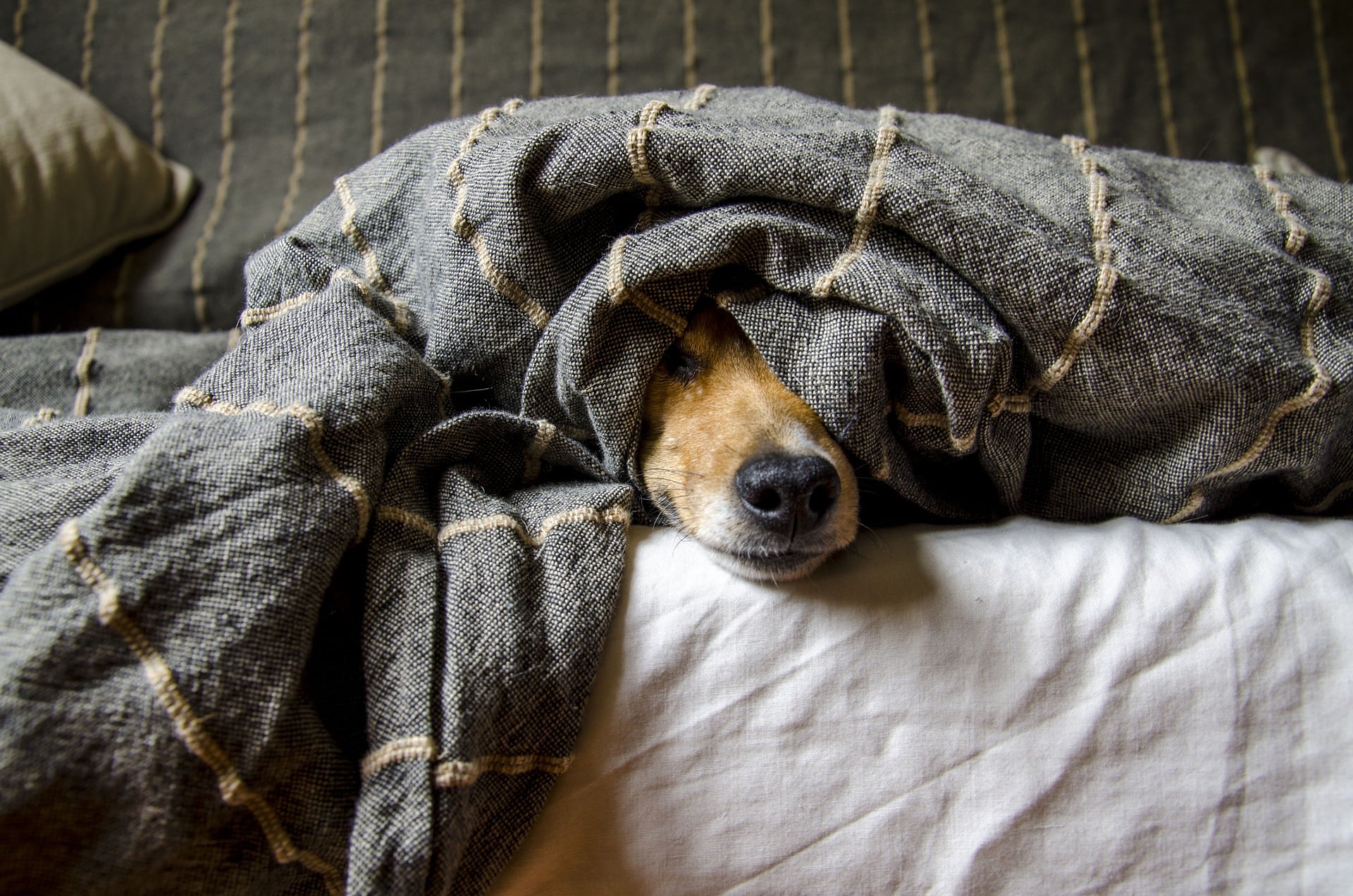 Un ambiente cálido y seguro es ideal para que las mascotas descansen