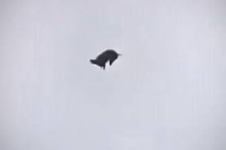 Cómo seguirá en la Justicia el caso del "cordero volador"