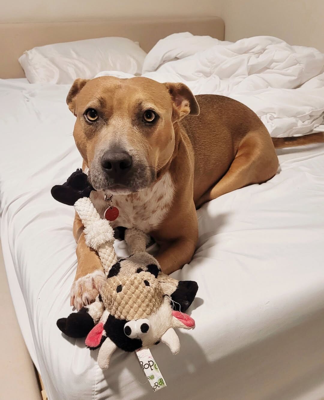 Moxie está buscando una familia para siempre (Foto: Instagram @wagsandwalks)