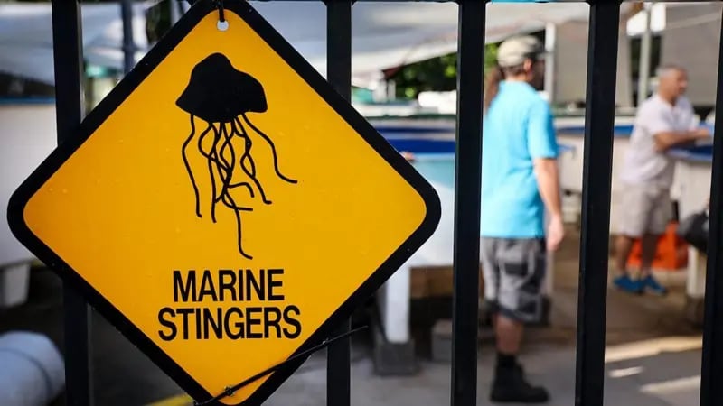 Las picaduras de la diminuta medusa Irukandji pueden dejar a las desafortunadas víctimas con un dolor agonizante que puede durar décadas