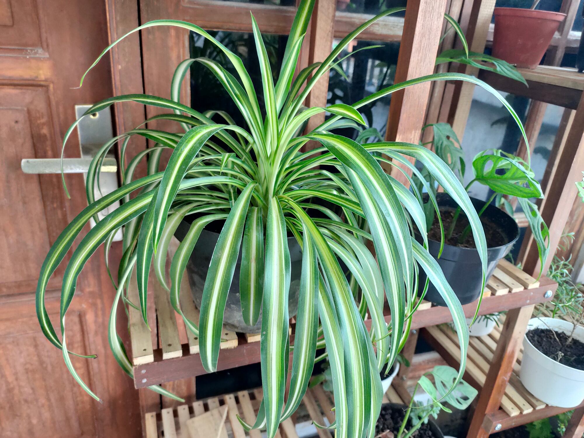 La Cinta o Planta Araña es una planta muy agradecida y fácil de cuidar, duradera y soporta muy bien la humedad. 
