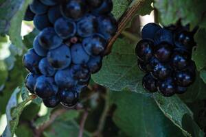 Cuáles son las bodegas que expanden sus viñedos a geografías poco tradicionales