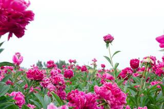 Por qué estas flores son las más buscadas y las más caras de las florerías
