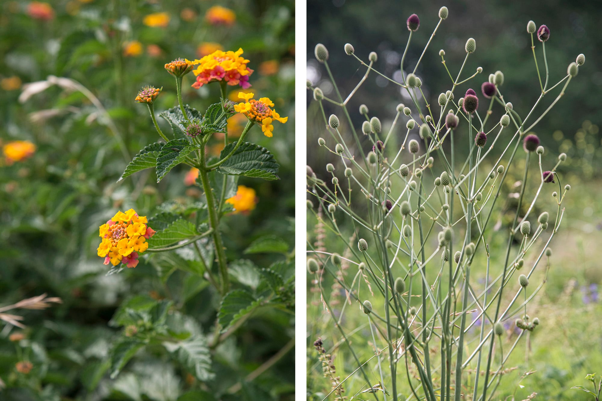 Nativas como Lantana camara y Eryngium sanguisorba generan un paisaje natural y requieren poco mantenimiento