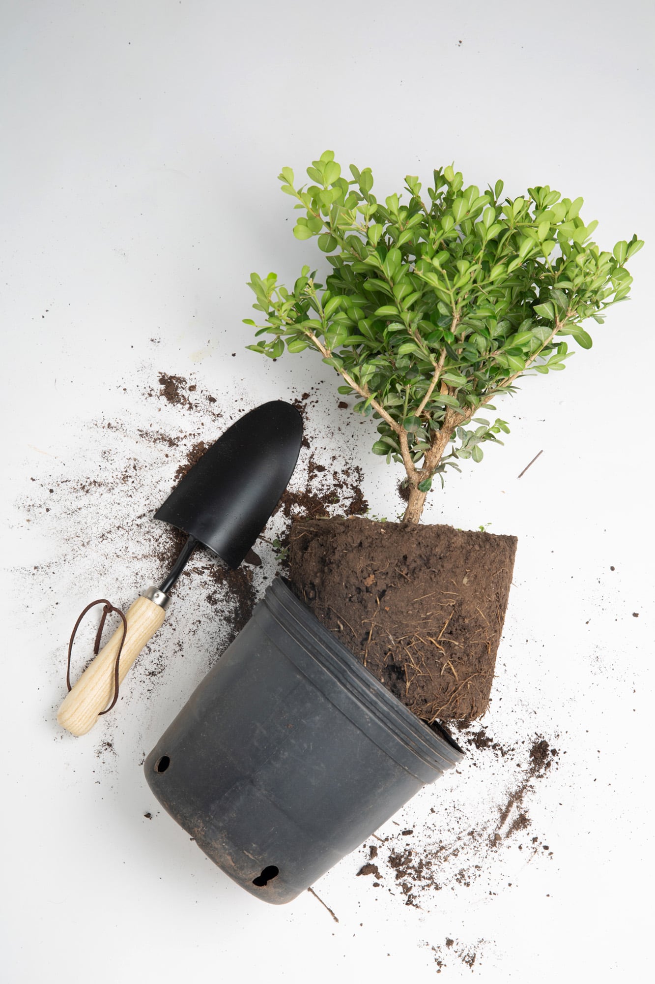 Las raíces necesitan oxígeno tanto como agua; cuando el sustrato se compacta deja de drenar correctamente