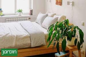 Por qué la ciencia ahora dice que tener plantas en el dormitorio ayuda a dormir mejor