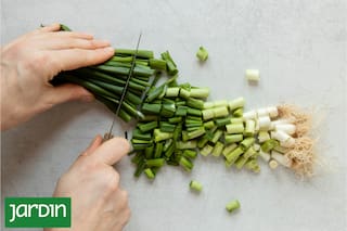 La verdura comodín que crece muy rápido y es multifunción para usar en la cocina