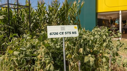 6726 Conquesta STS NS