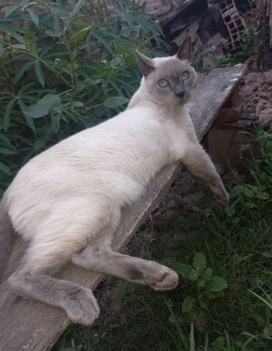 Lo dieron en adopción y bloquearon a los nuevos tutores cuando quisieron conocer sus rutinas: “Había tenido un pasado difícil”