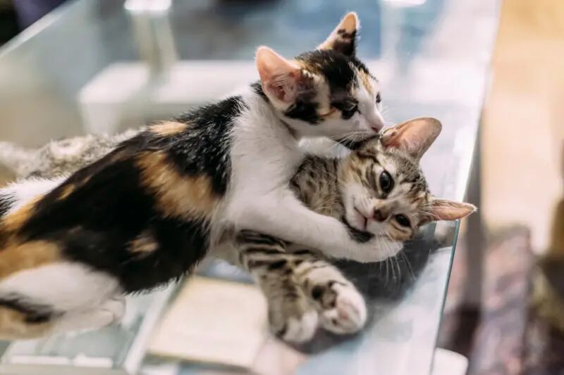 Los gatos son seres sociables