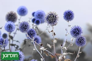 5 flores irresistibles para un jardín que invite a la meditación y el relax