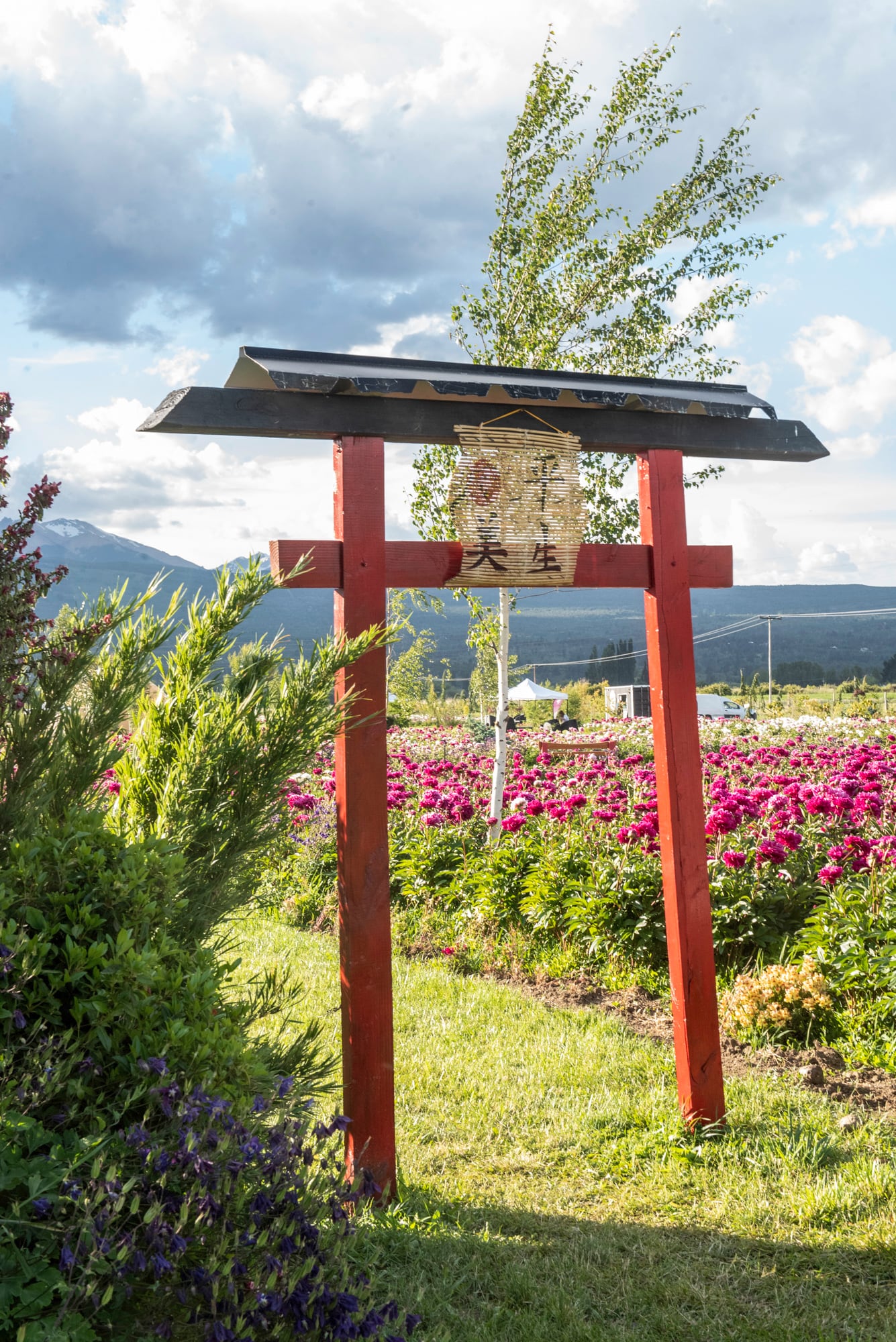 Las peonías son flores originarias de Asia (China e Himalaya)