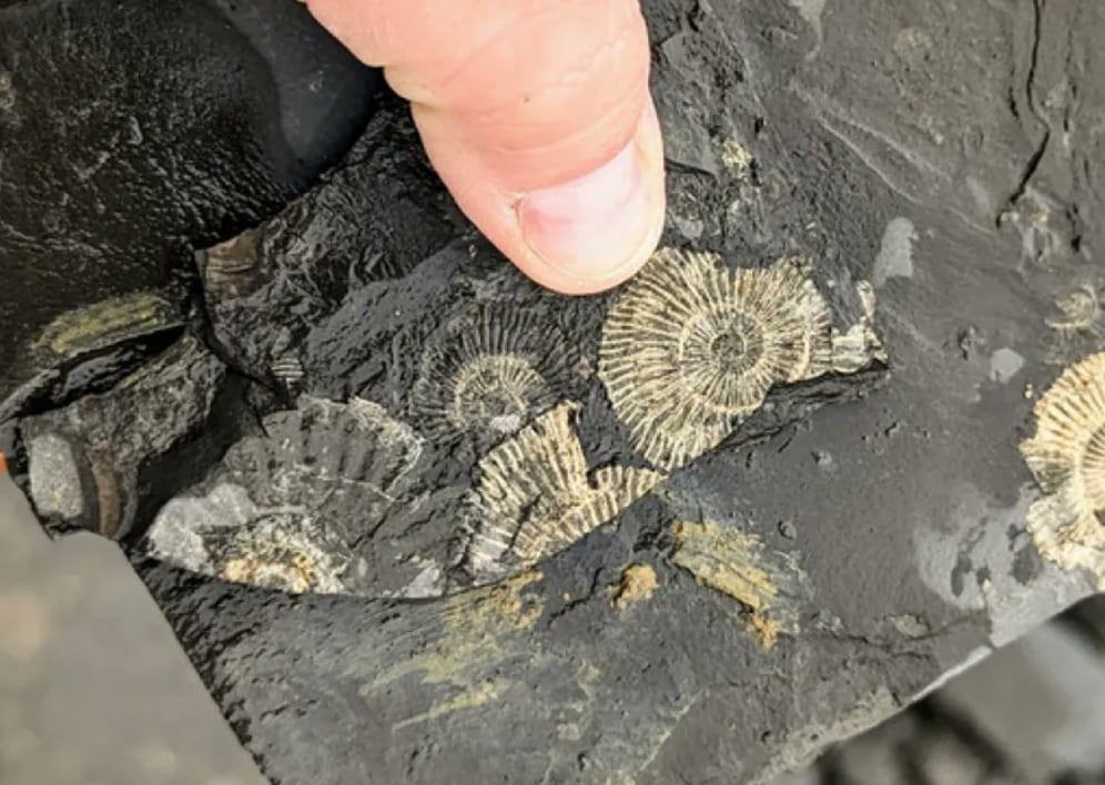 Las ammonites son uno de los fósiles que se encuentran con más frecuencia en el mundo (Foto: X)