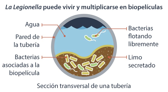 La legionella se puede transmitir por agua estancada (CDC)